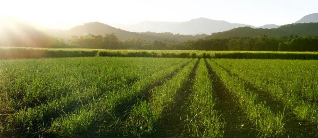 Um environmental stewardship intro